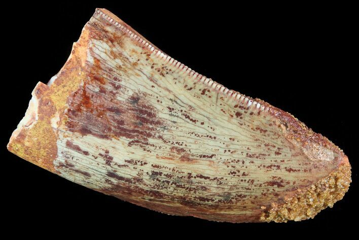 Bargain, Carcharodontosaurus Tooth - Thick Tooth #72835